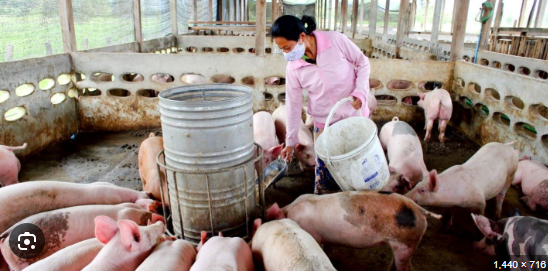 Pig Farming